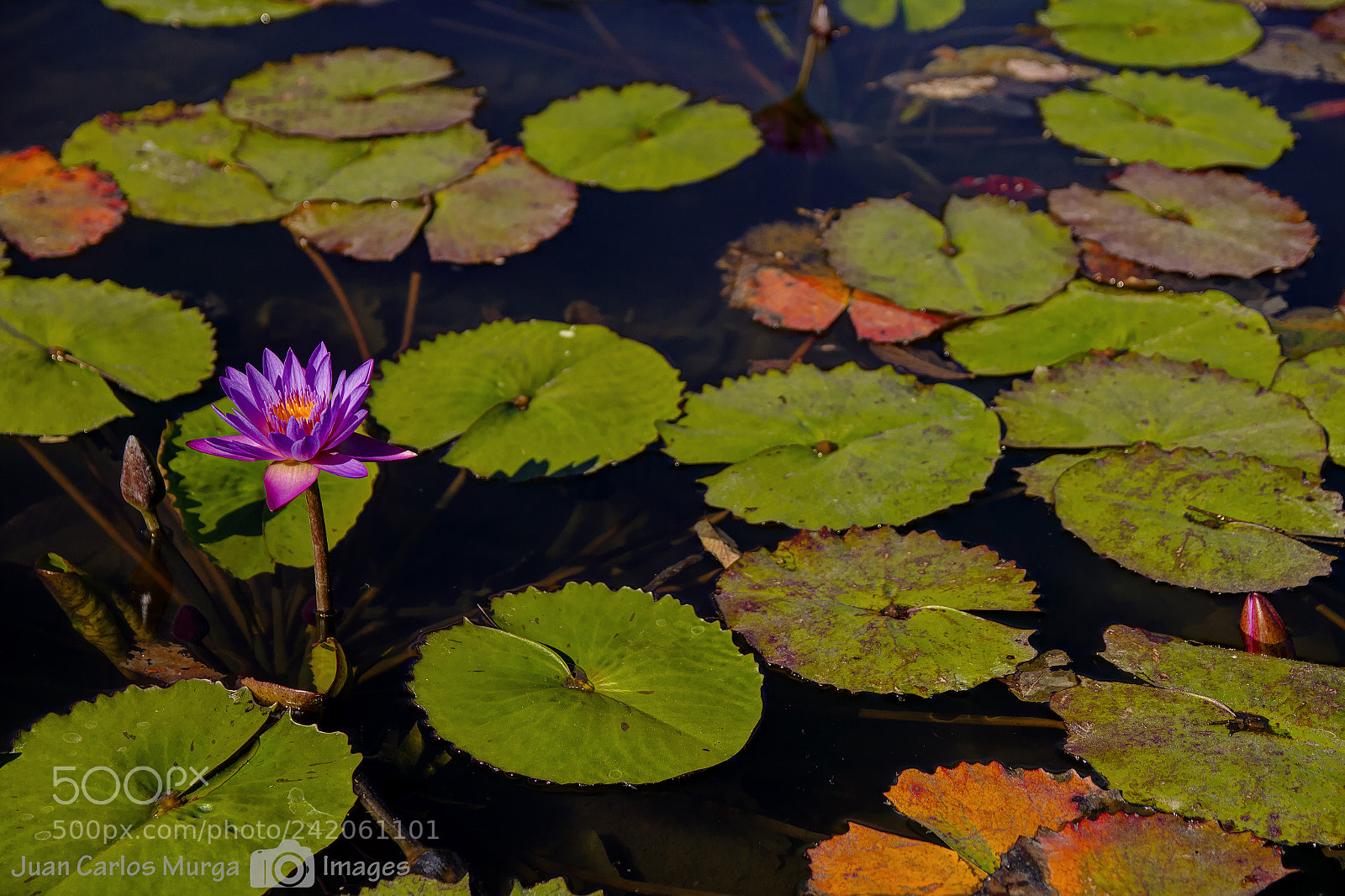 Canon EOS 550D (EOS Rebel T2i / EOS Kiss X4) sample photo. Lilypads photography