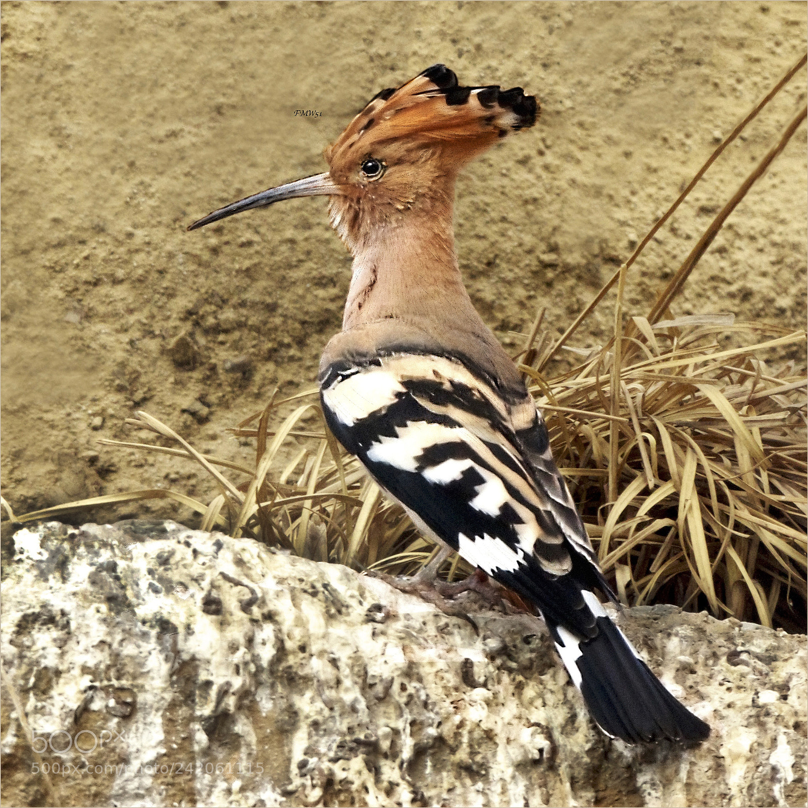 Sony SLT-A55 (SLT-A55V) sample photo. Hoopoe en profil photography