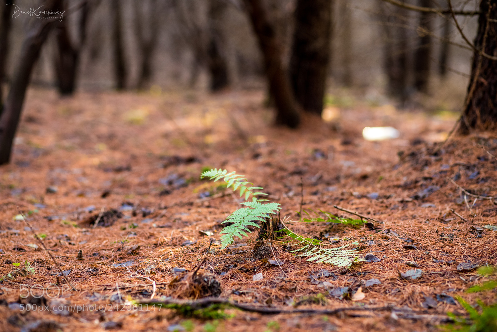 Canon EOS 6D Mark II sample photo. Fern photography