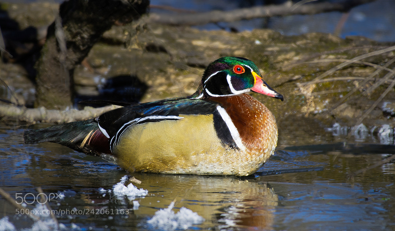 Nikon D850 sample photo. Wood duck ii photography