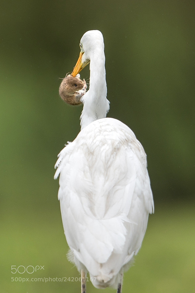 Nikon D500 sample photo. Grande aigrette photography