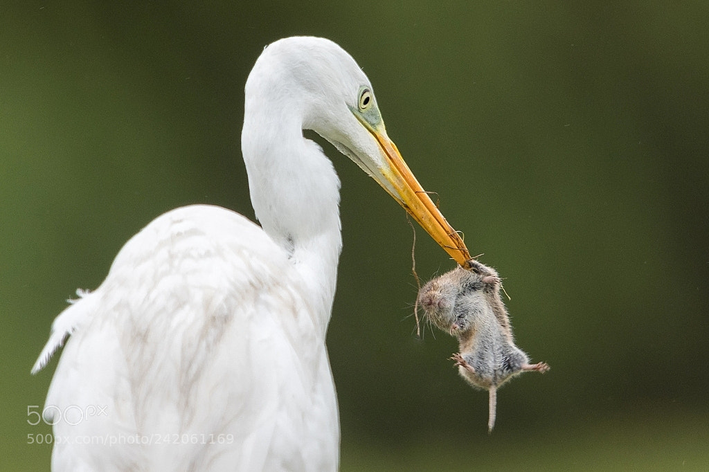 Nikon D500 sample photo. Grande aigrette photography
