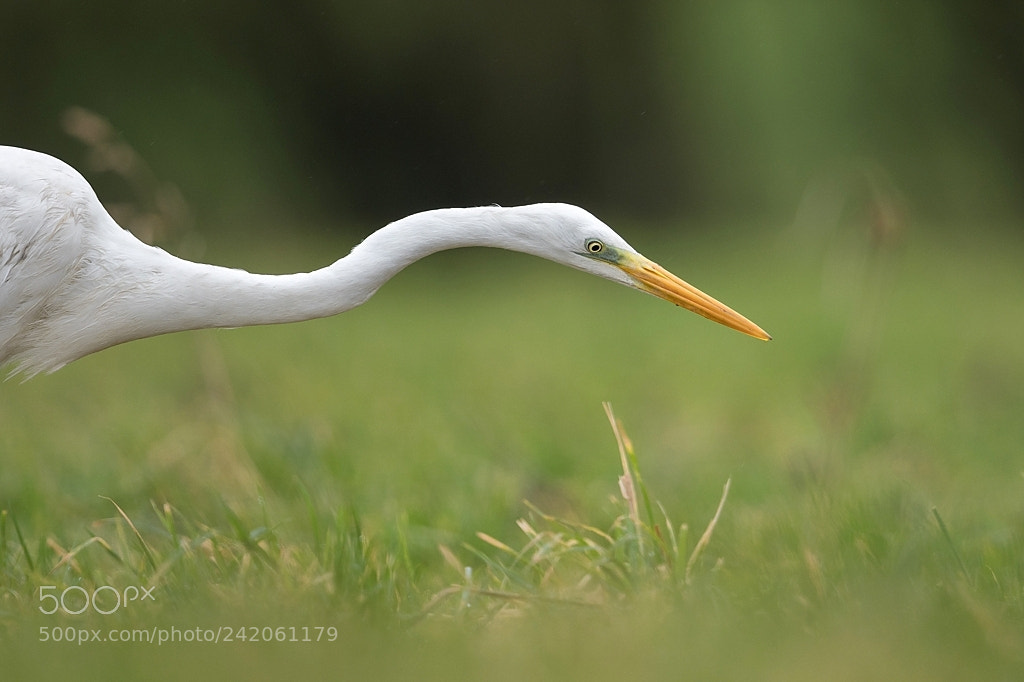 Nikon D500 sample photo. Grande aigrette photography