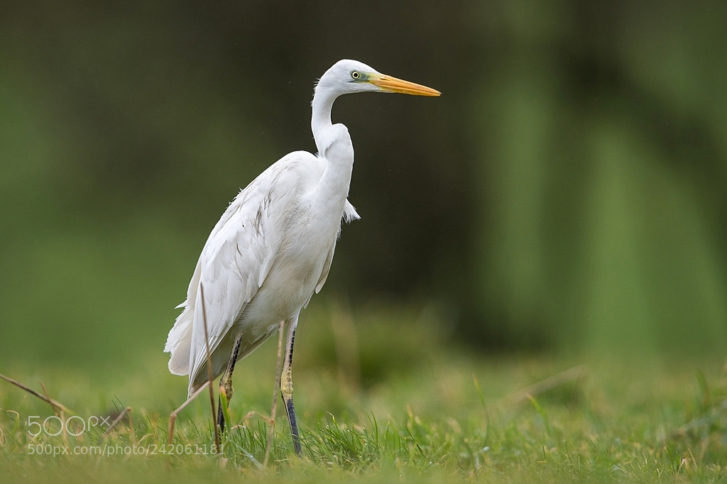 Nikon D500 sample photo. Grande aigrette photography
