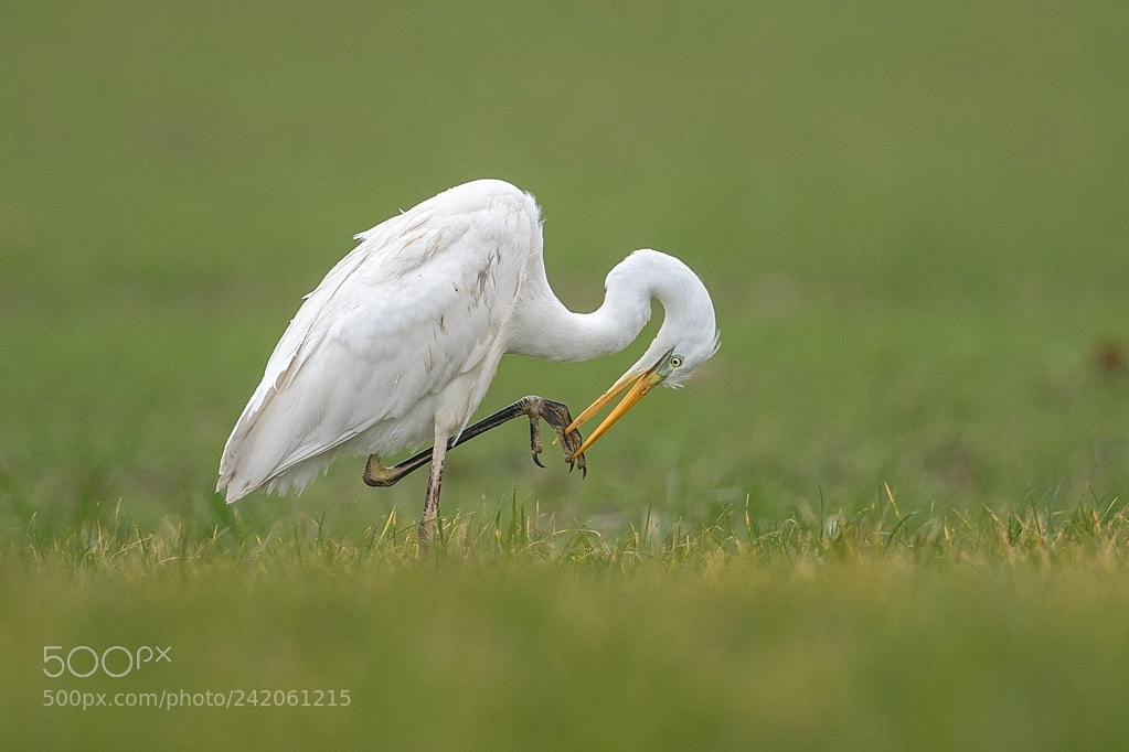 Nikon D500 sample photo. Grande aigrette photography