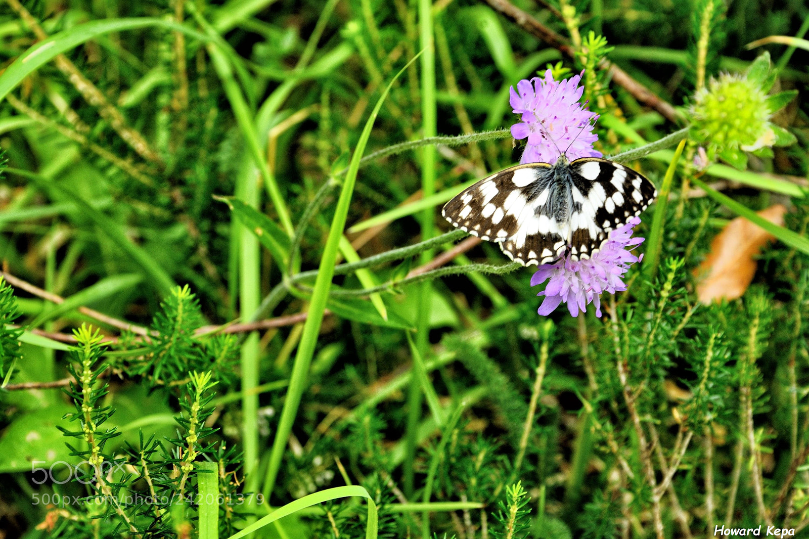 Nikon D7100 sample photo. En la flor. photography