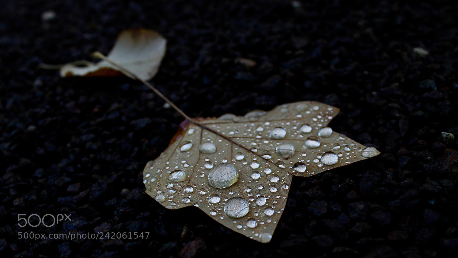 Canon EOS 1100D (EOS Rebel T3 / EOS Kiss X50) sample photo. Water drops photography