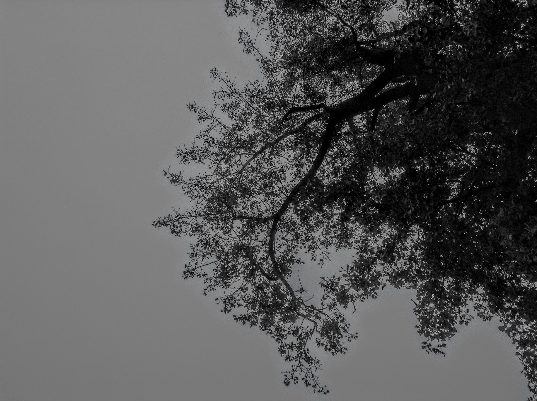 Apple iPad mini sample photo. Twisted tree photography