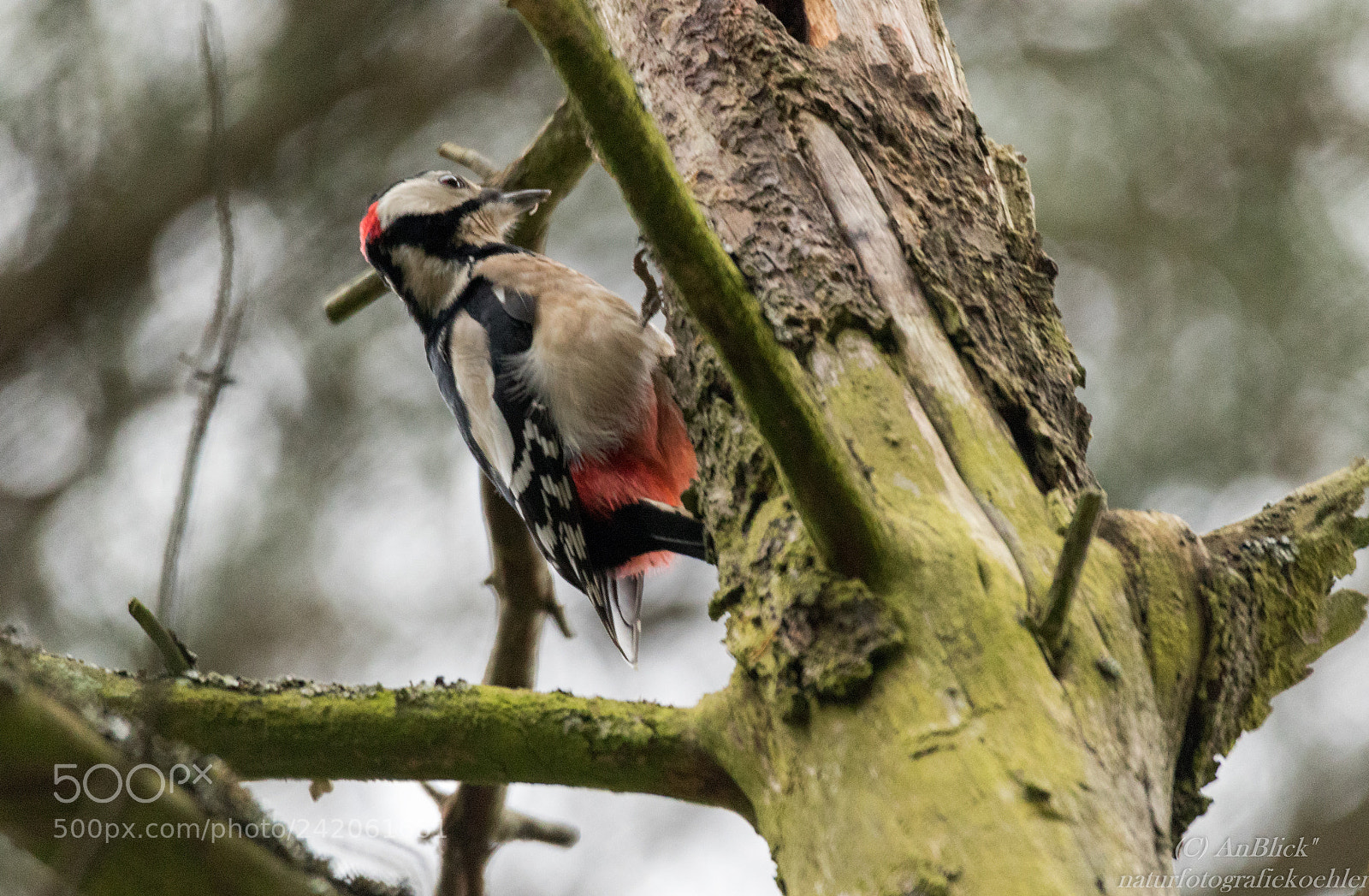 Canon EOS 7D Mark II sample photo. Buntspecht photography