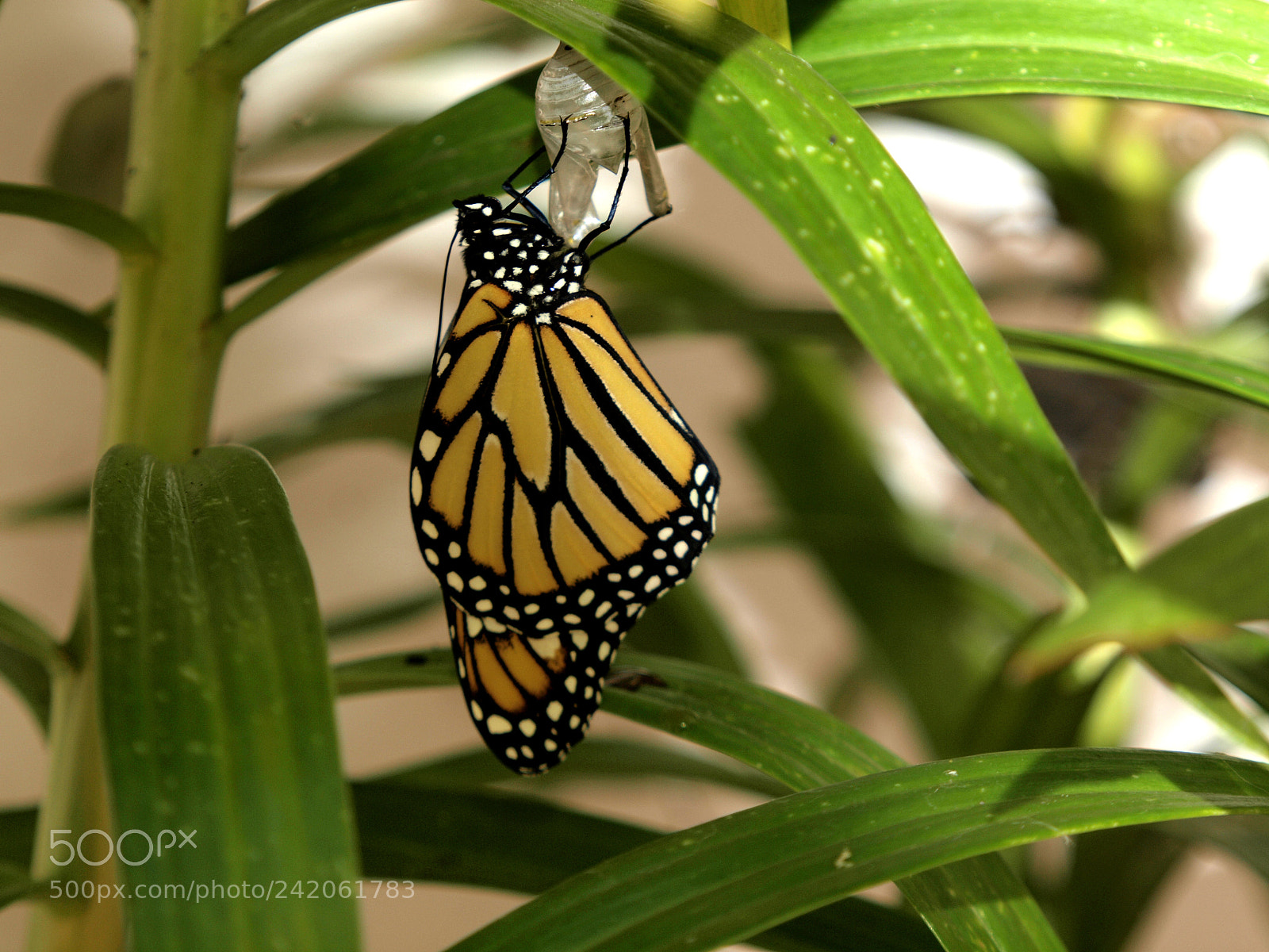 Olympus E-620 (EVOLT E-620) sample photo. Danaus plexippus 4 photography