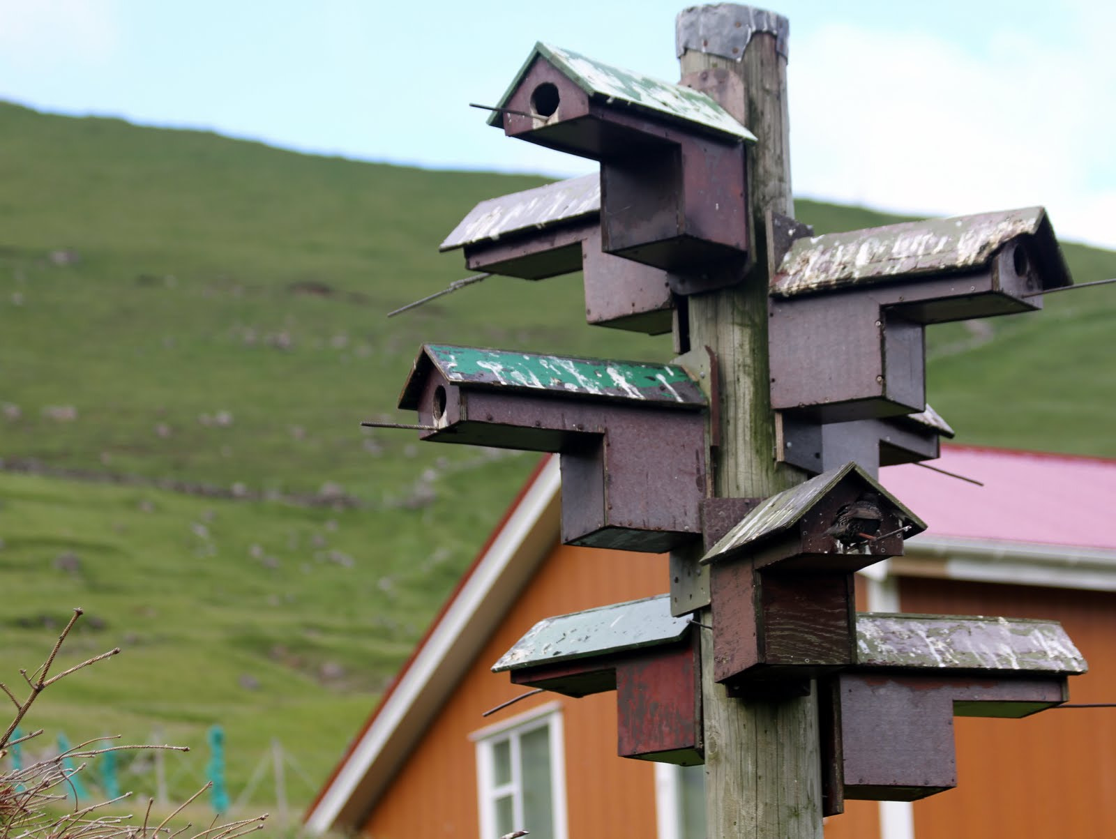 Canon EF 70-300mm F4-5.6 IS USM sample photo. Iceland nesting boxes photography