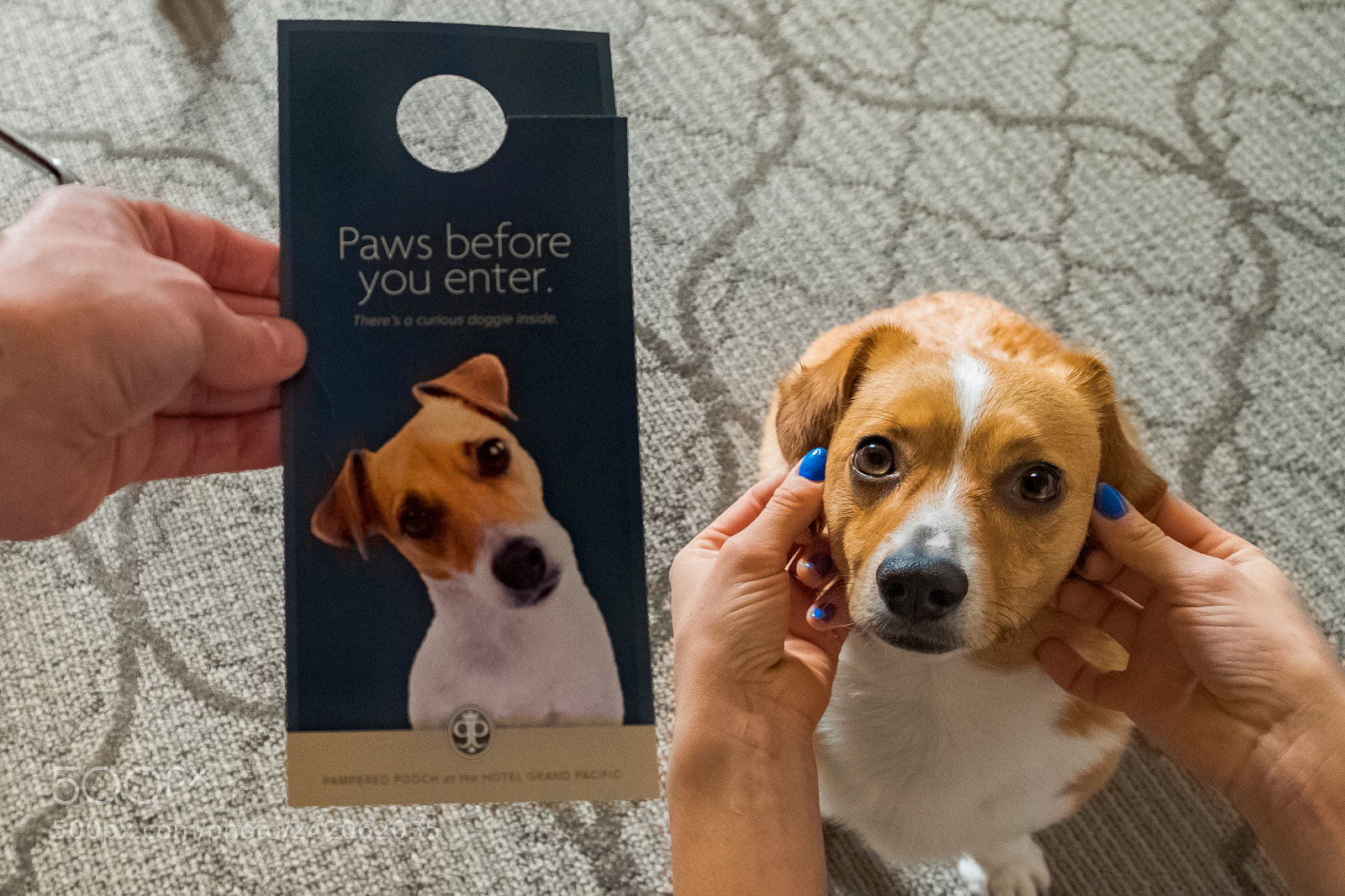 Fujifilm X-T2 sample photo. Paws your roll photography
