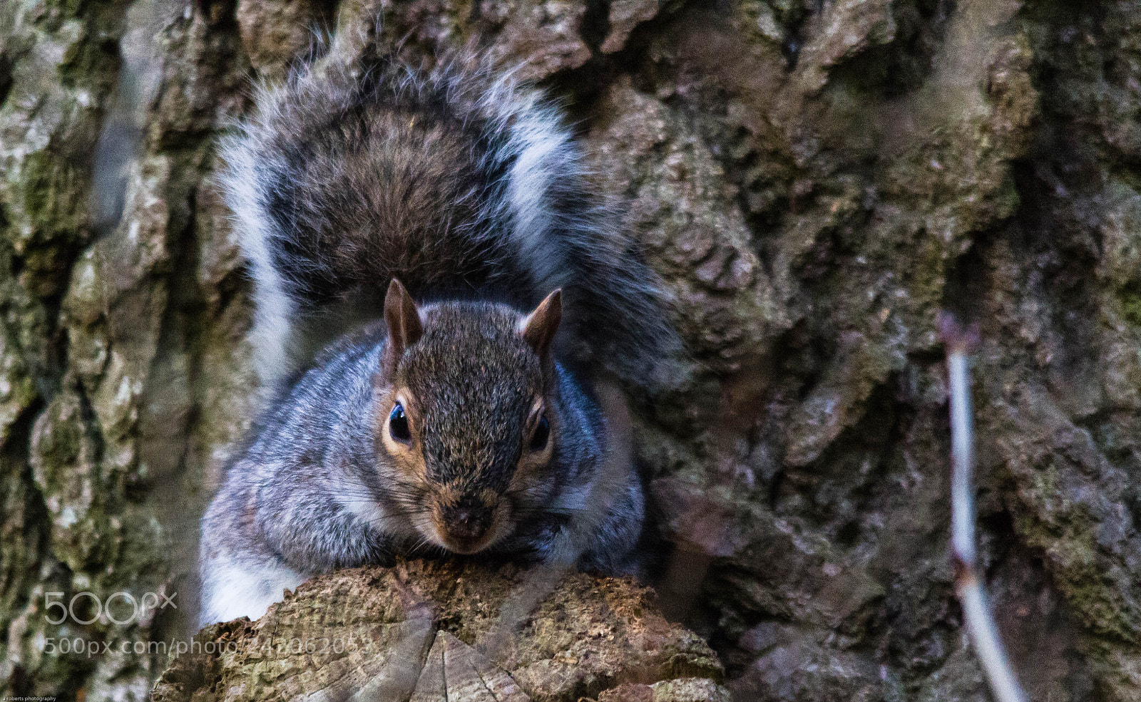 Canon EOS 7D sample photo. Grey squirrel photography