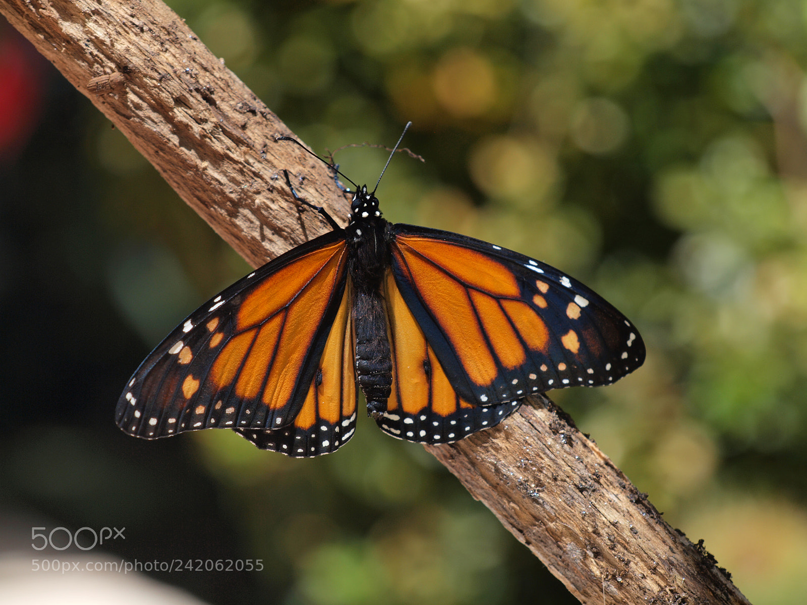 Olympus E-620 (EVOLT E-620) sample photo. Danaus plexippus 3 photography