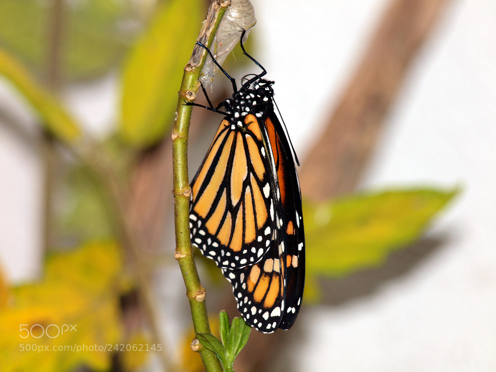 Olympus E-620 (EVOLT E-620) sample photo. Danaus plexippus 02 photography