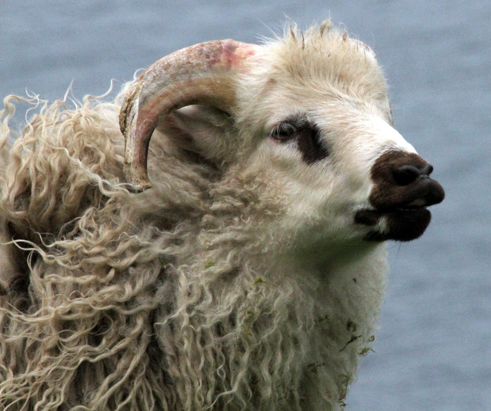 Canon EF 70-300mm F4-5.6 IS USM sample photo. Iceland scheep photography
