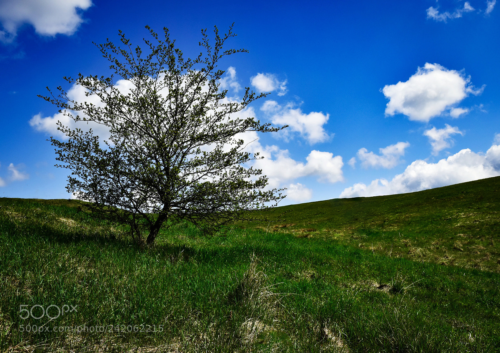 Nikon D5500 sample photo. Bush on the spring photography