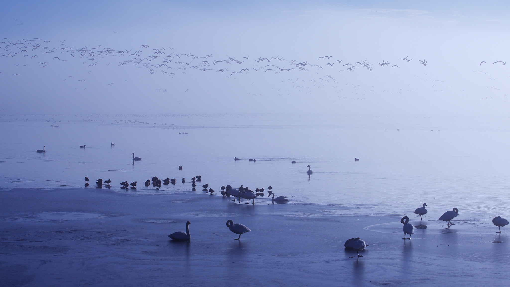 Canon EF 70-200mm F2.8L USM sample photo. Appear from the fog photography