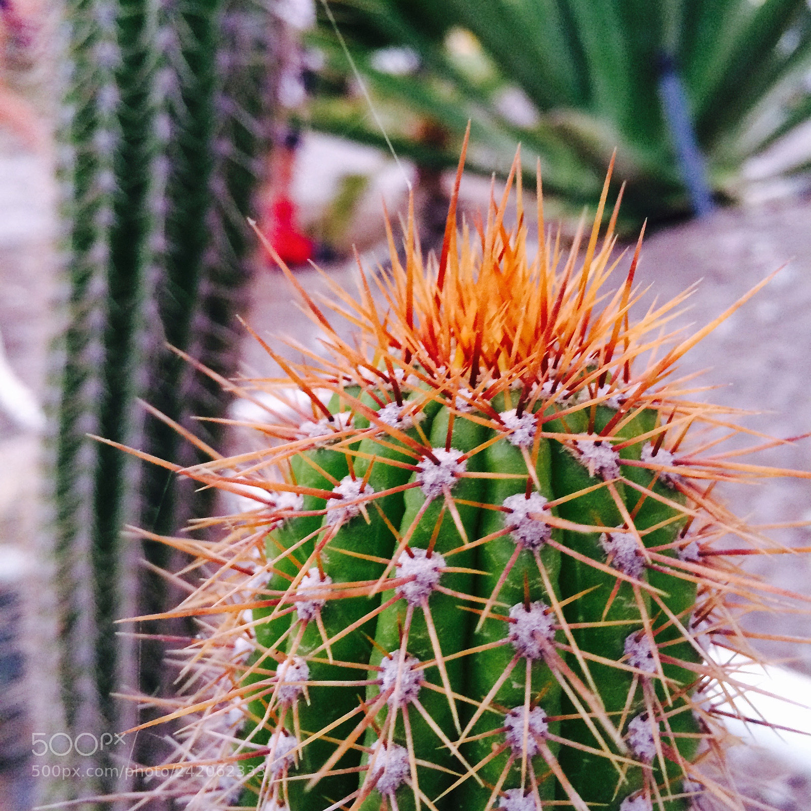 Apple iPhone 5s sample photo. Untitled photography