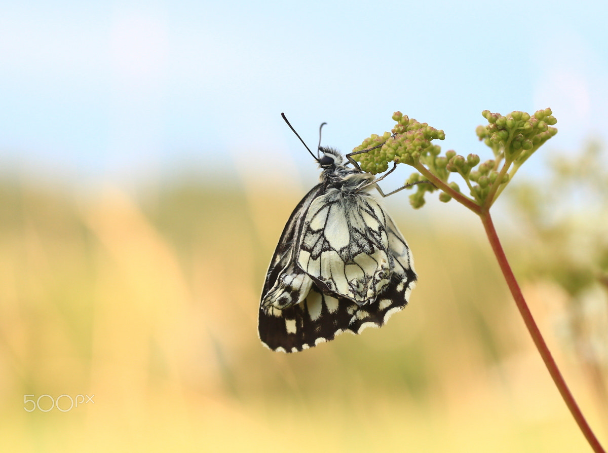 Canon EF-S 60mm F2.8 Macro USM sample photo. Marbled white photography