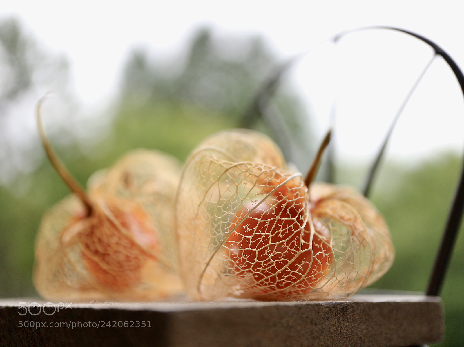 Canon EOS M10 sample photo. Ground cherry photography