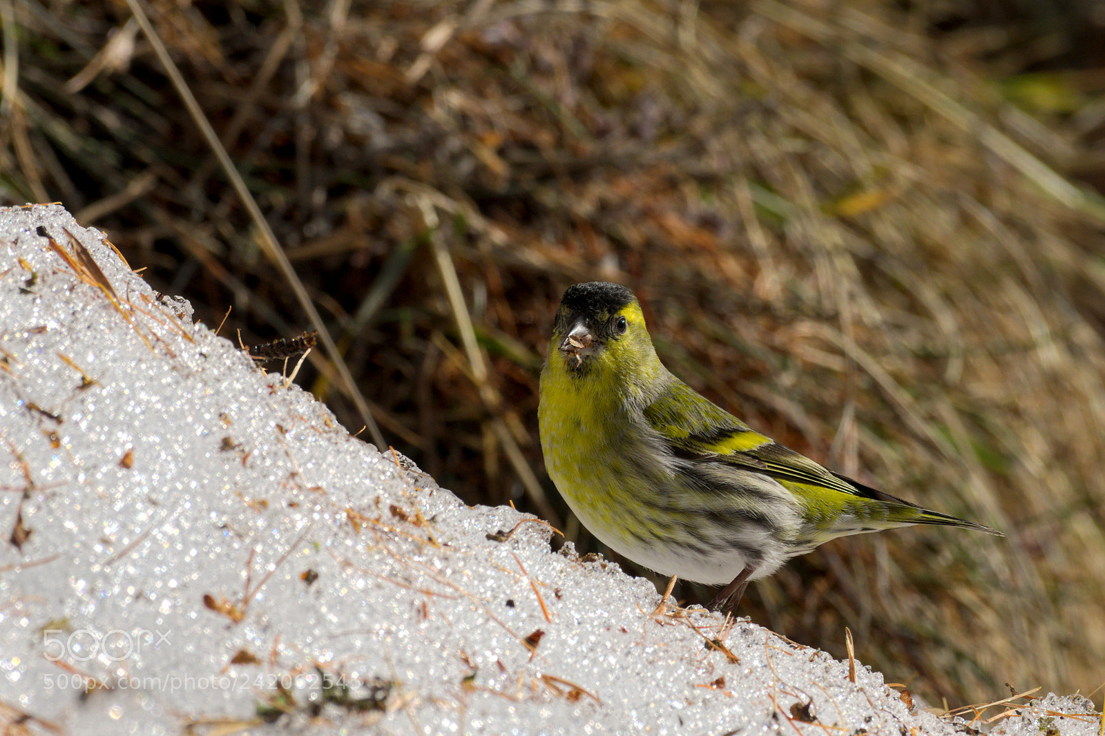 Pentax K-1 sample photo. Eurasian siskin photography