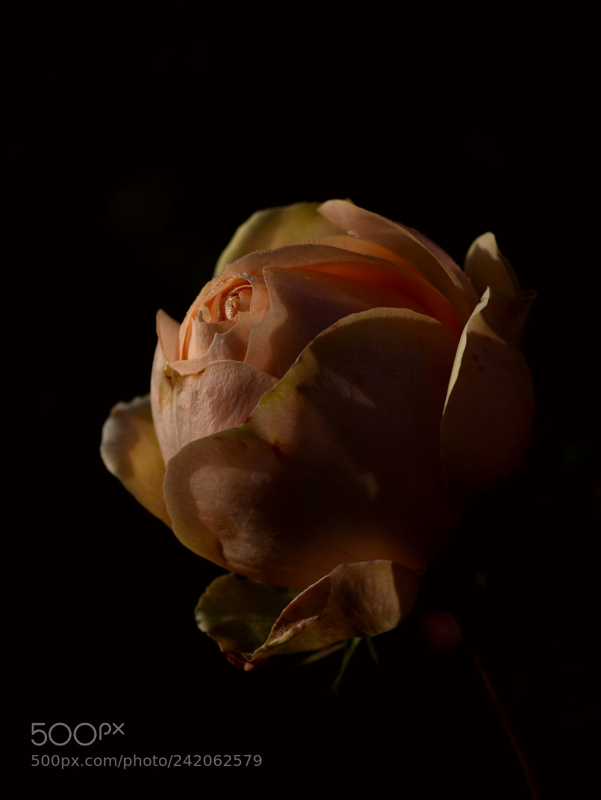 Nikon D5500 sample photo. My name is photography