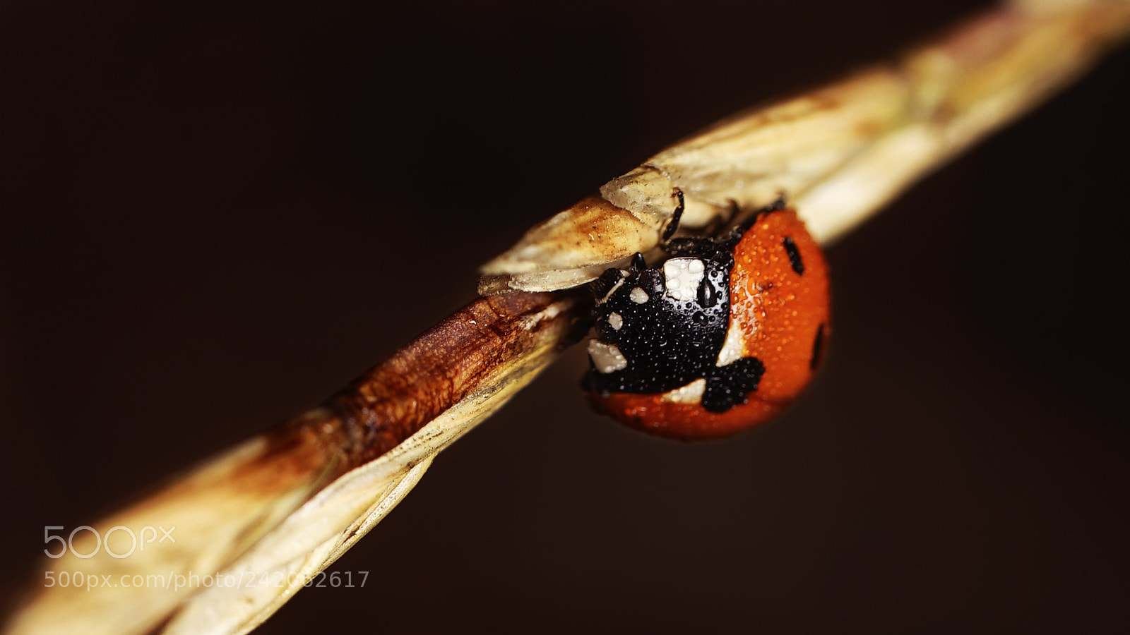 Sony a7 II sample photo. Joaninha photography