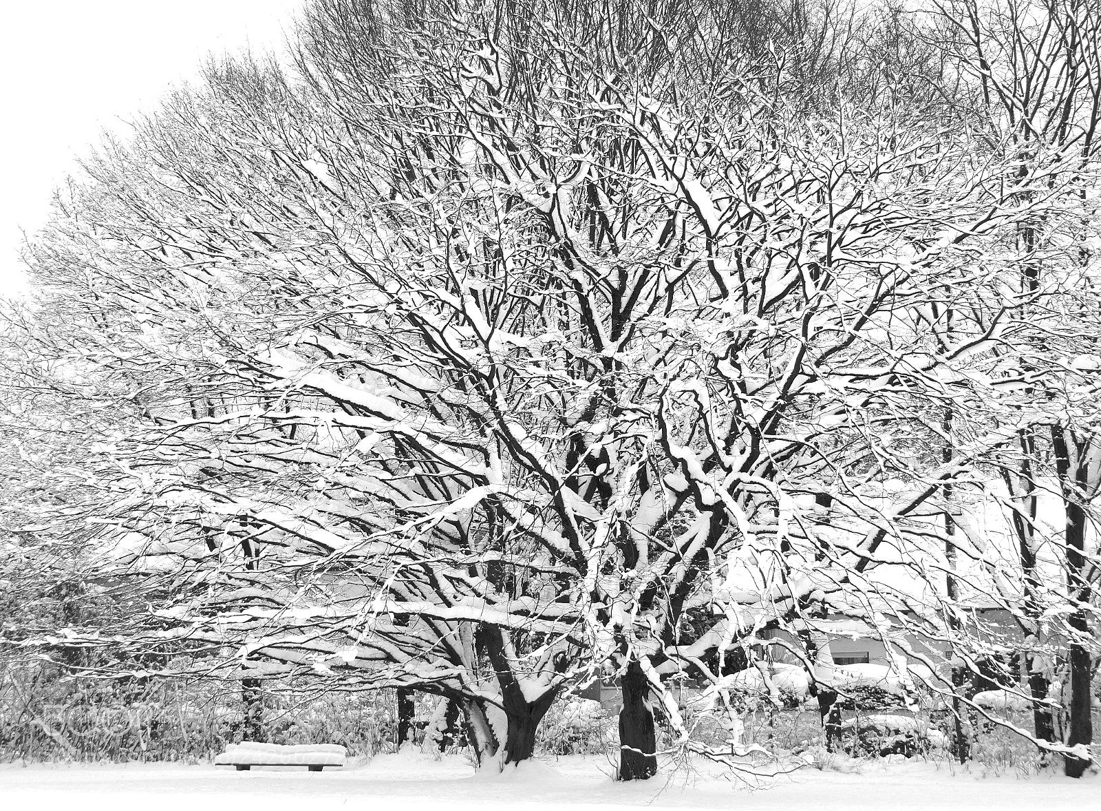 Sony Alpha NEX-7 sample photo. Winter‘s day photography