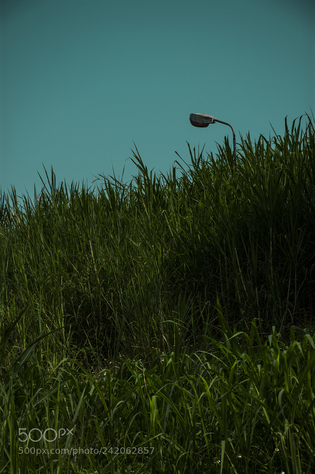 Nikon D7200 sample photo. Untitled photography