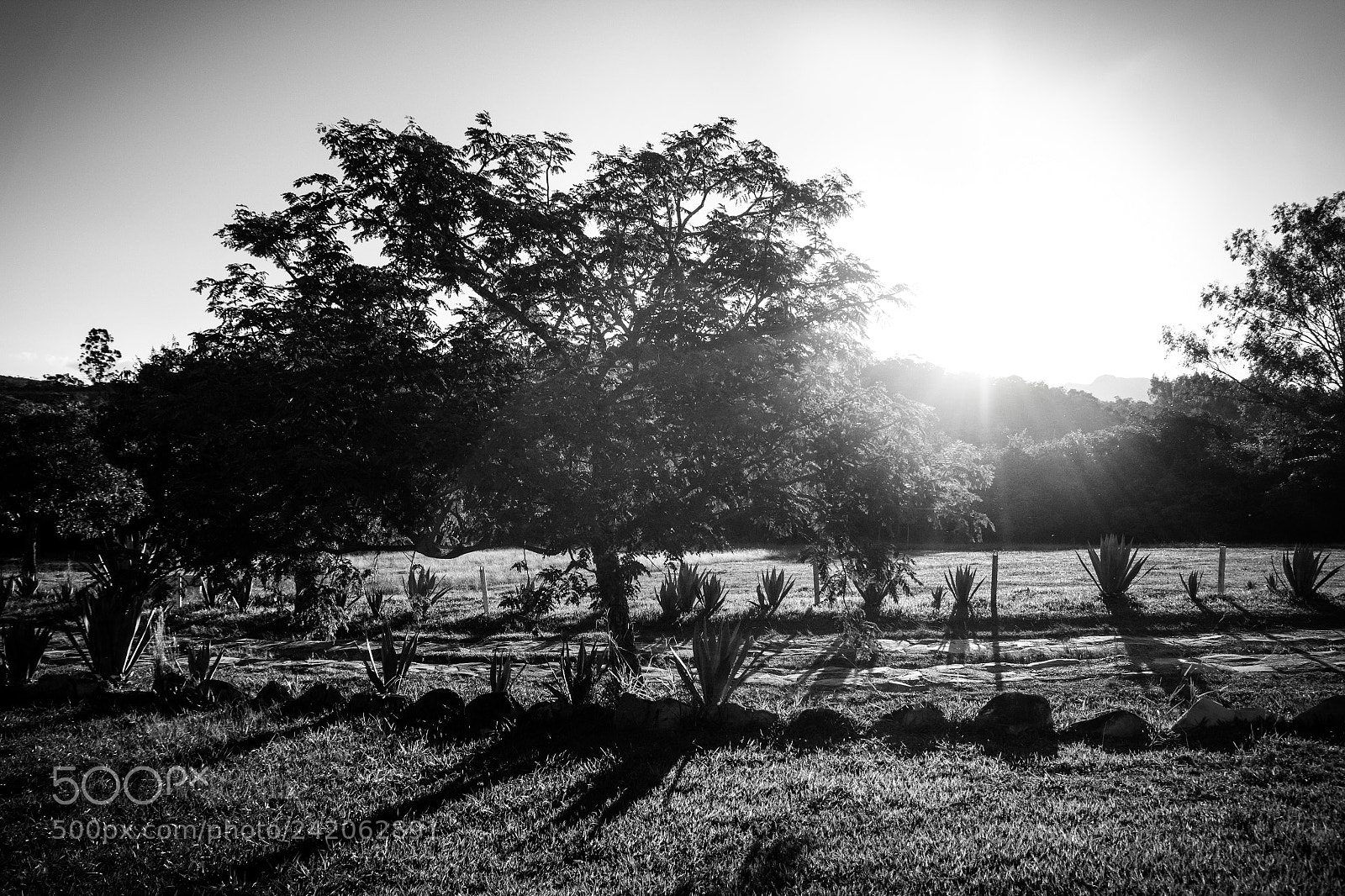 Canon EOS 60D sample photo. Tarde photography