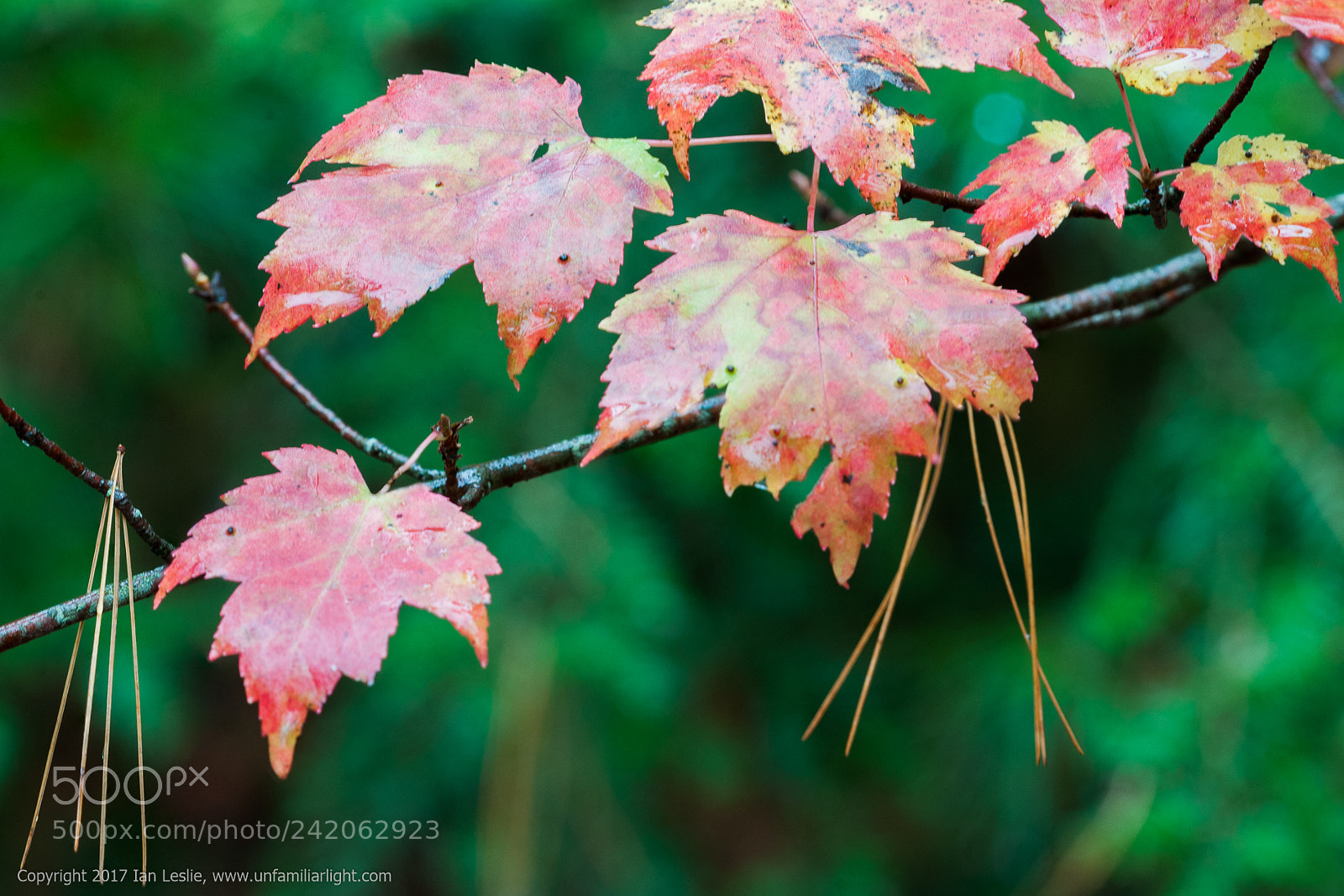 Nikon D700 sample photo. Fall leaves photography