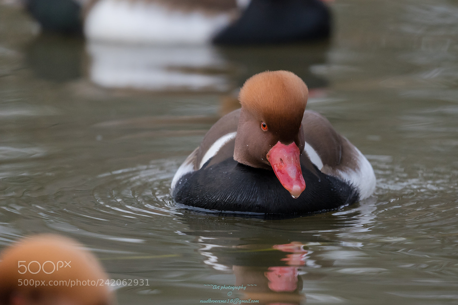Sony a7 II sample photo. Krooneend (netta rufina) photography