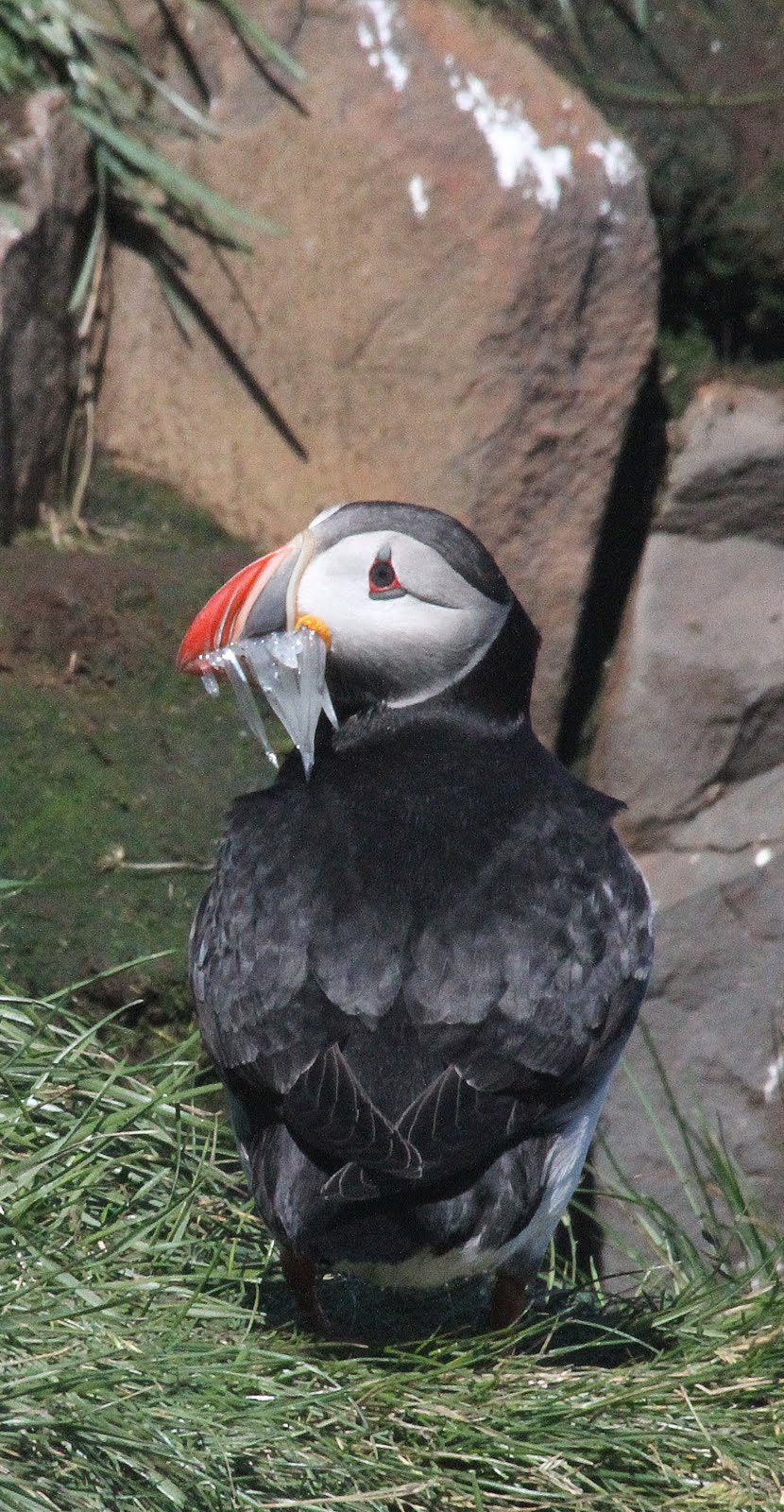 Canon EF 70-300mm F4-5.6 IS USM sample photo. Puffin iceland photography