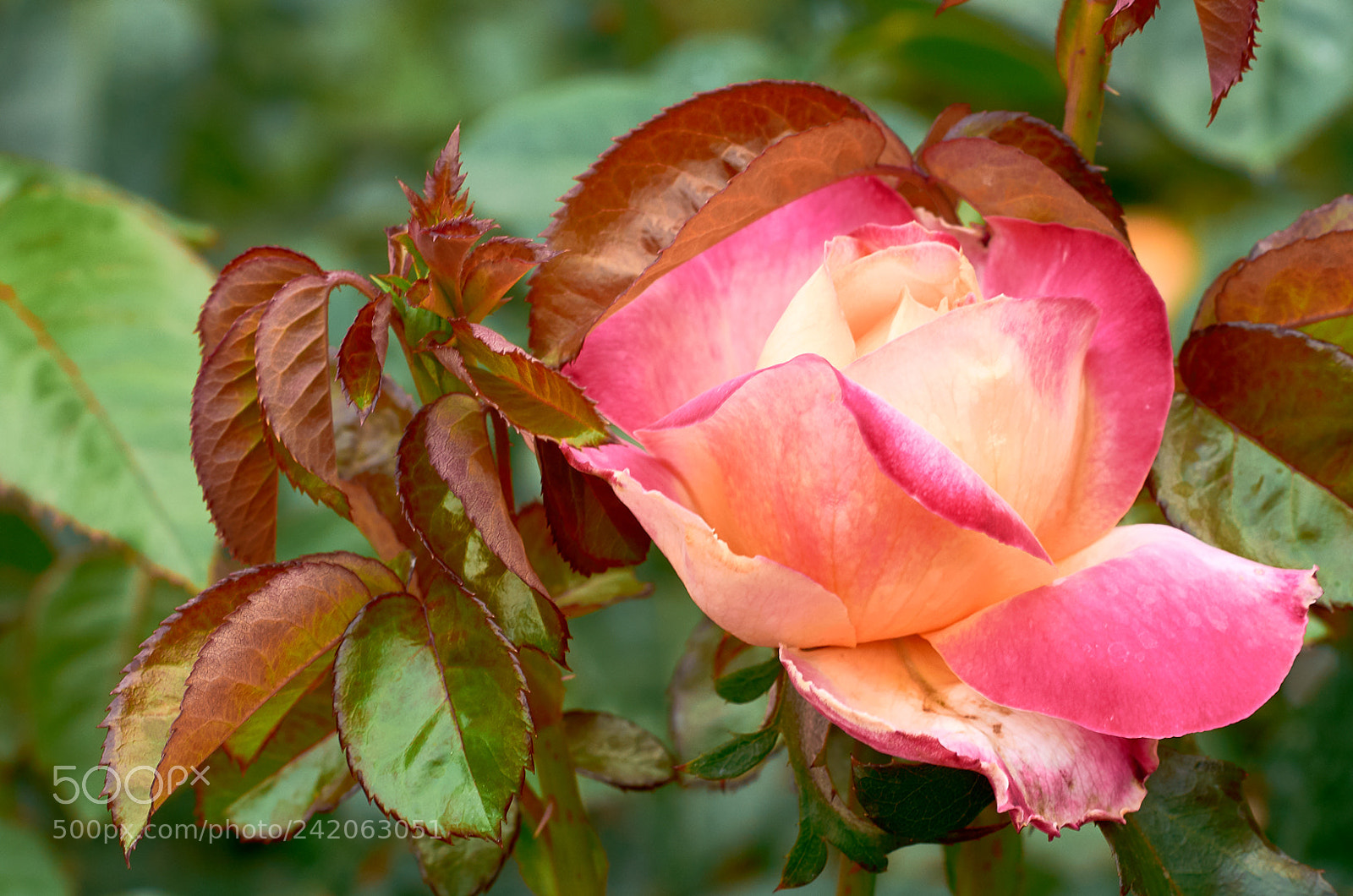 Nikon D800 sample photo. Flower photography