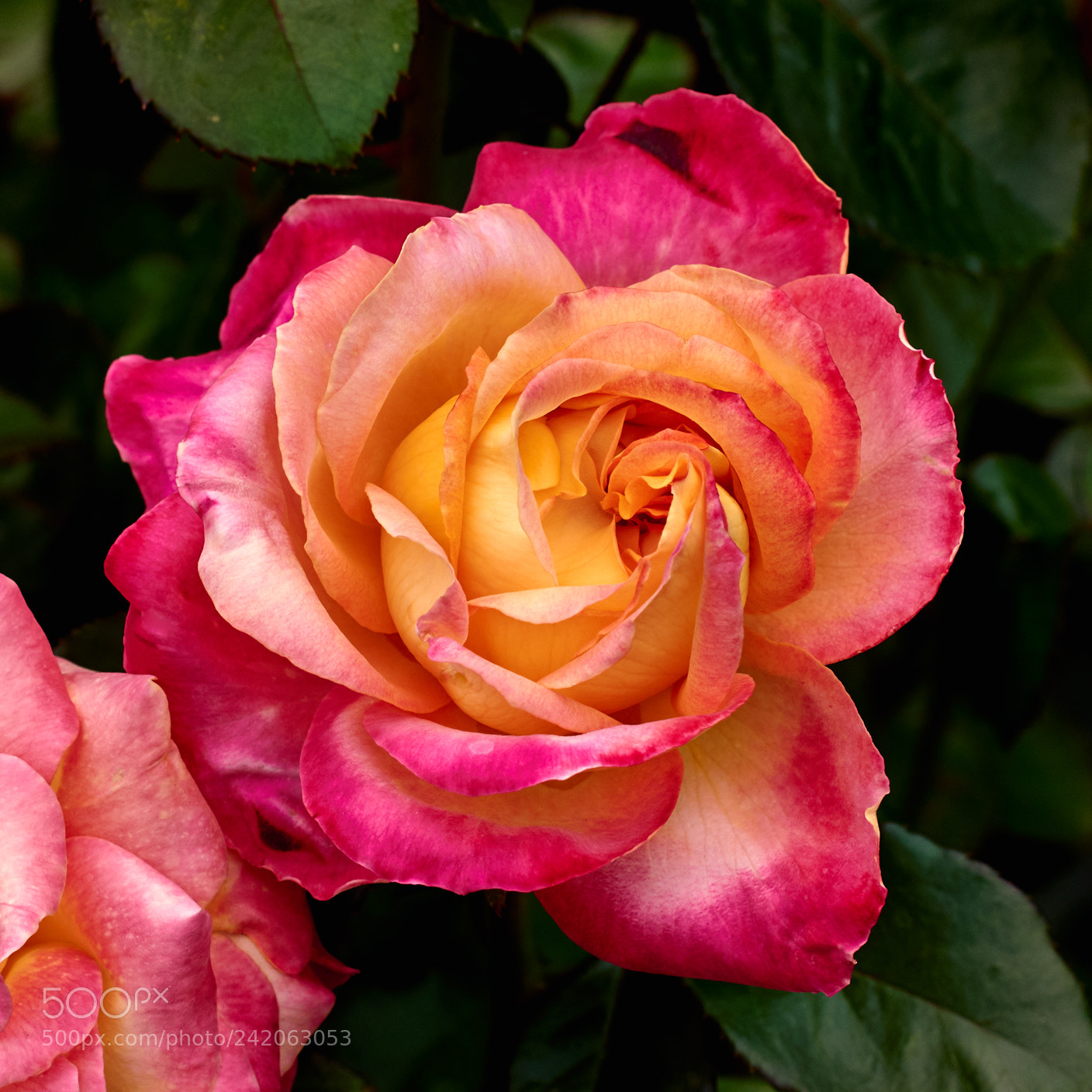 Nikon D800 sample photo. Flower727 photography