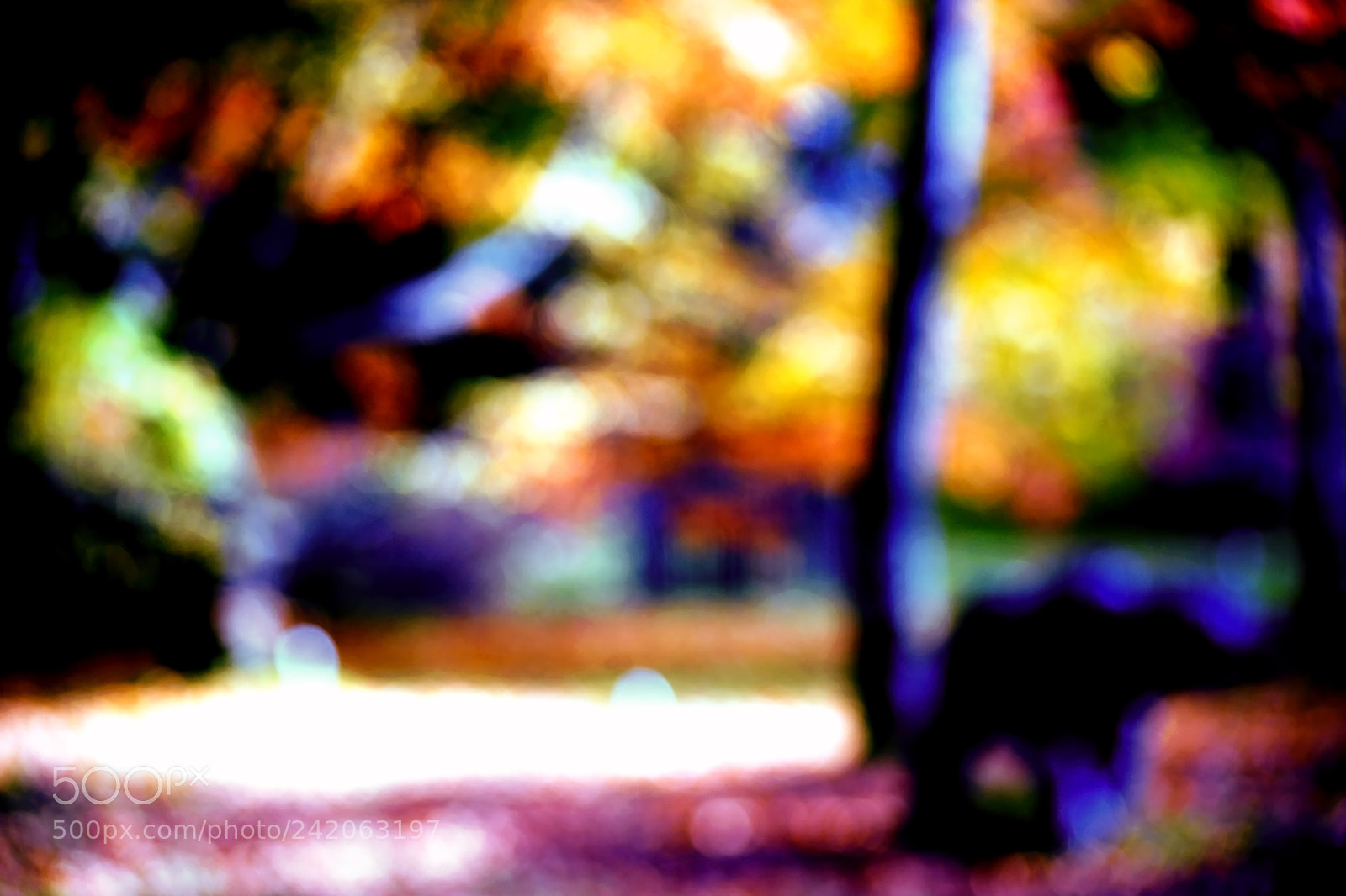 Sony a7 II sample photo. Autumn park abstract photography
