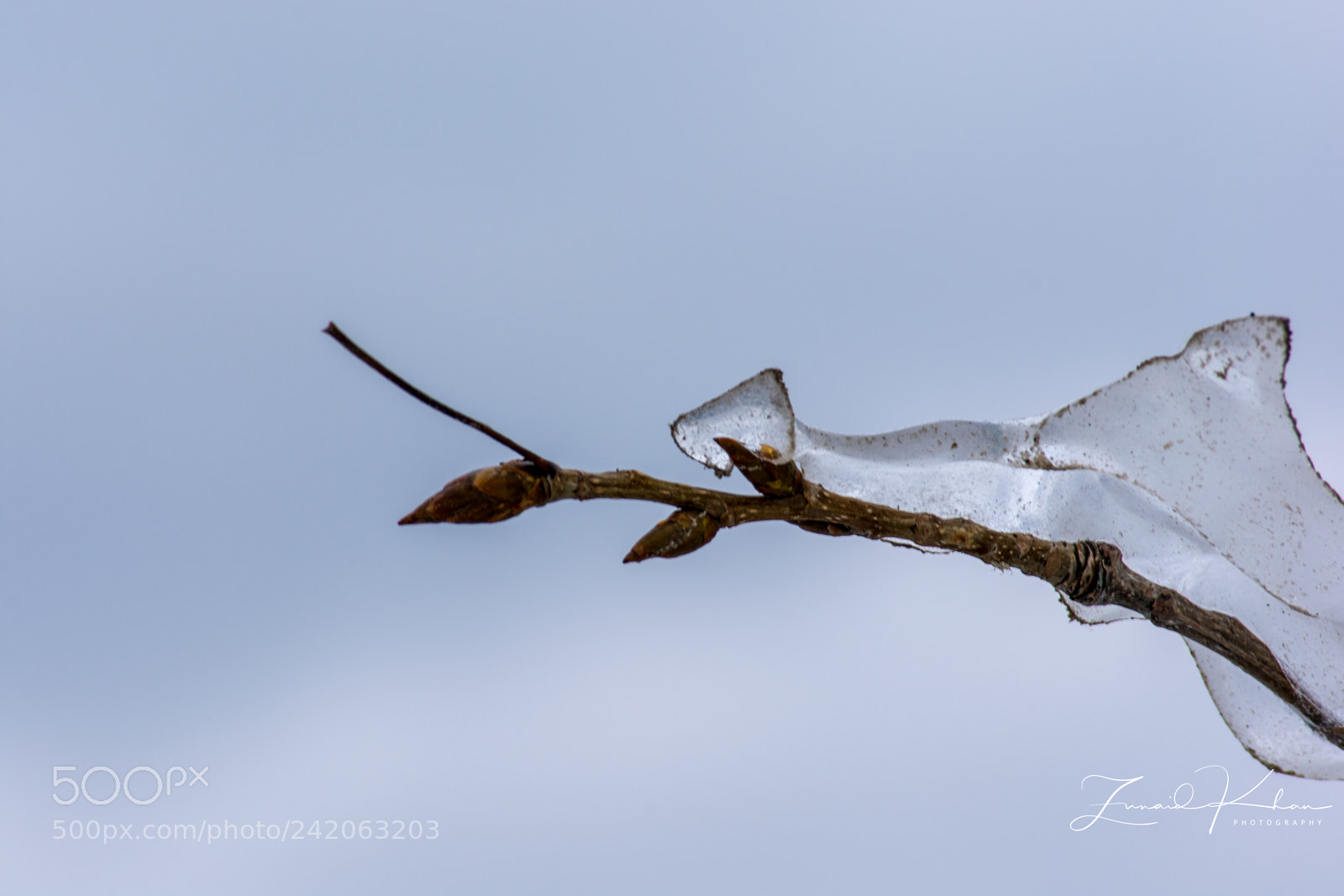 Nikon D3400 sample photo. Ice on branch photography