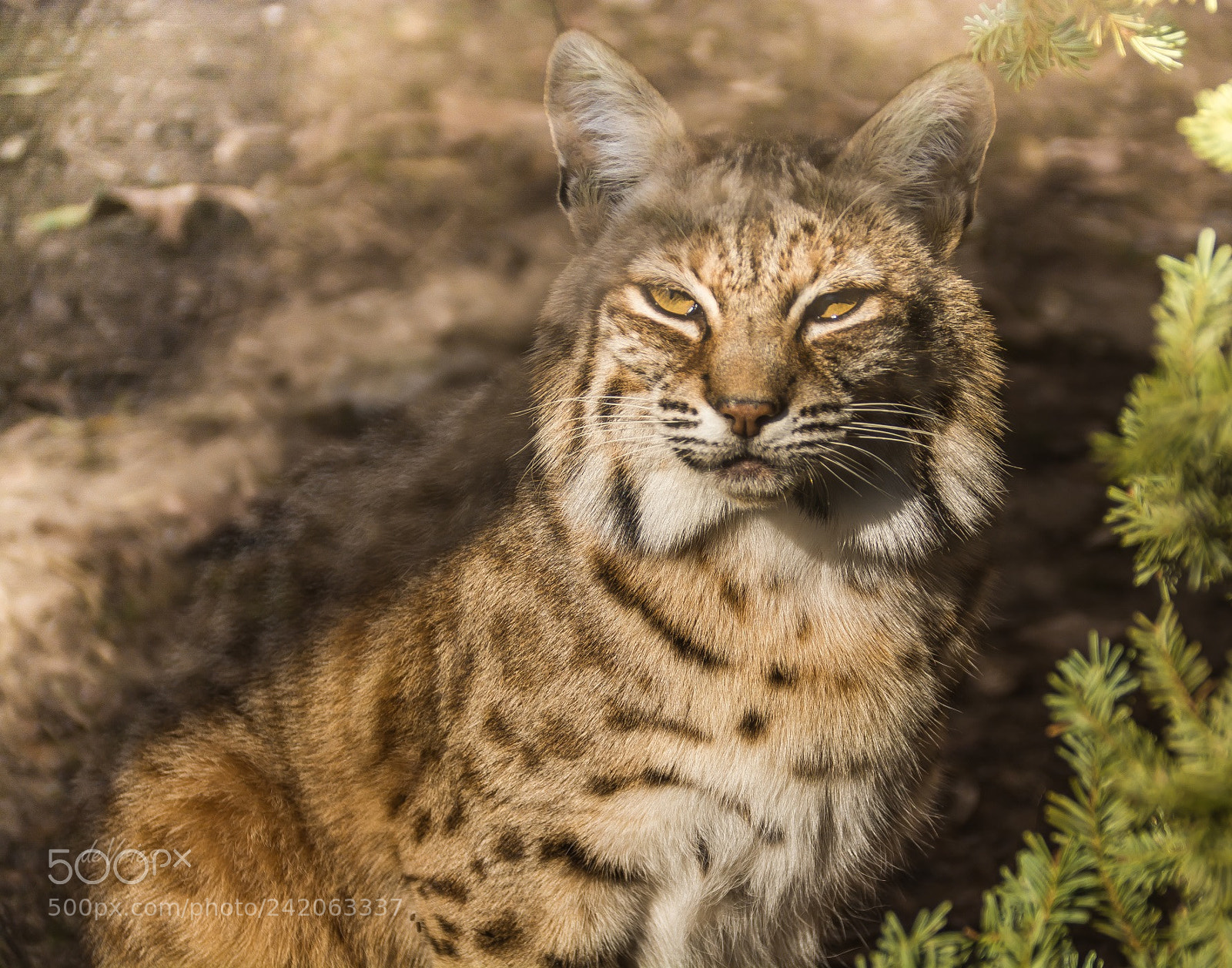 Nikon D7100 sample photo. Nice kitty kitty . . . photography
