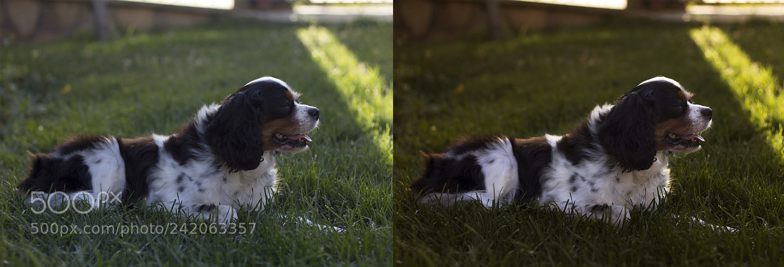Canon EOS 60D sample photo. Luna photography