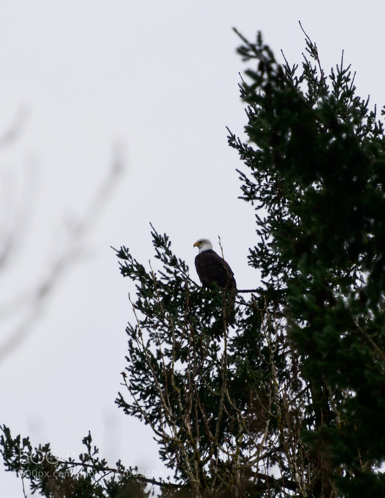 Nikon D800 sample photo. Watching photography