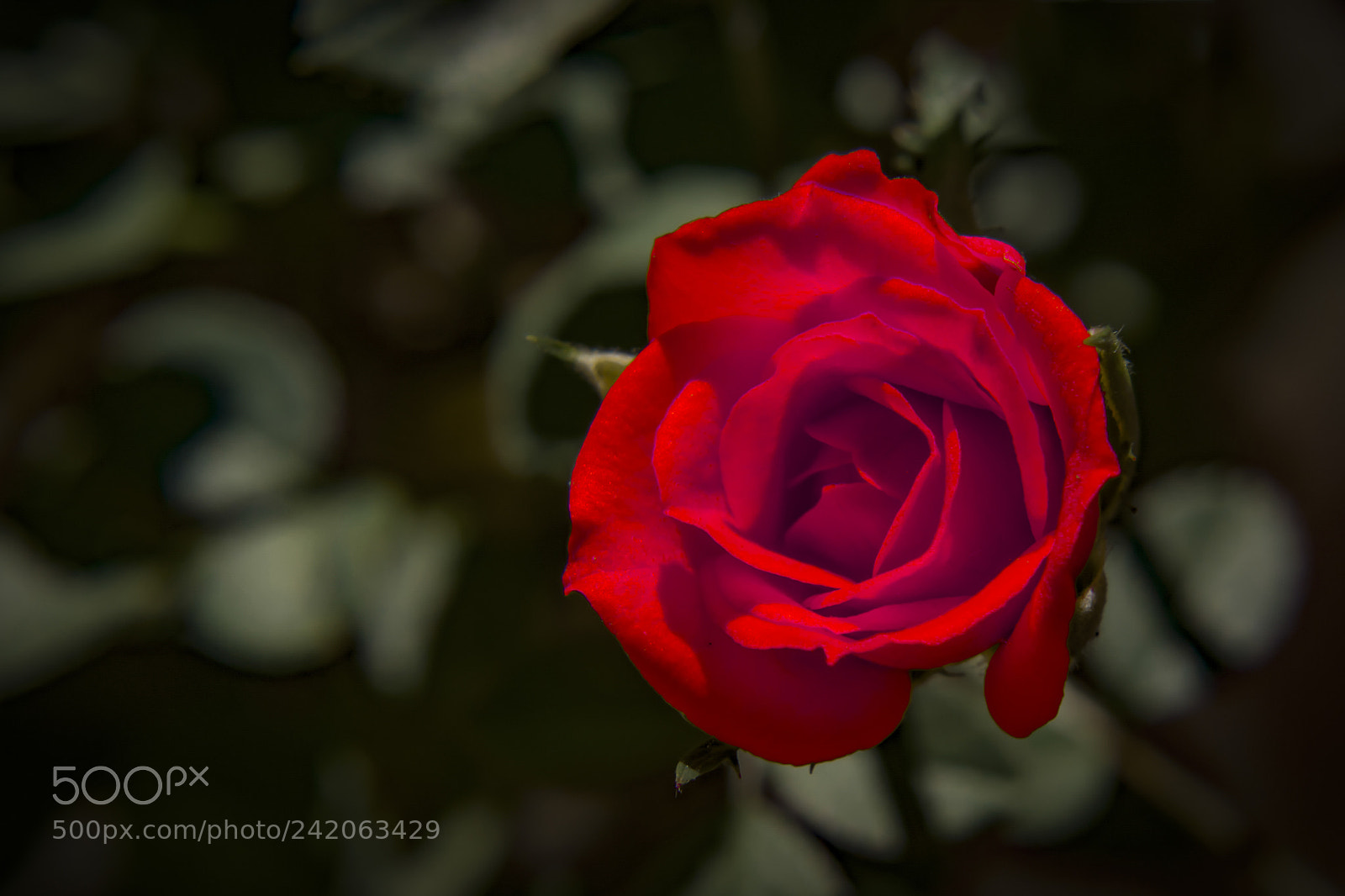 Nikon D7100 sample photo. The red rose photography