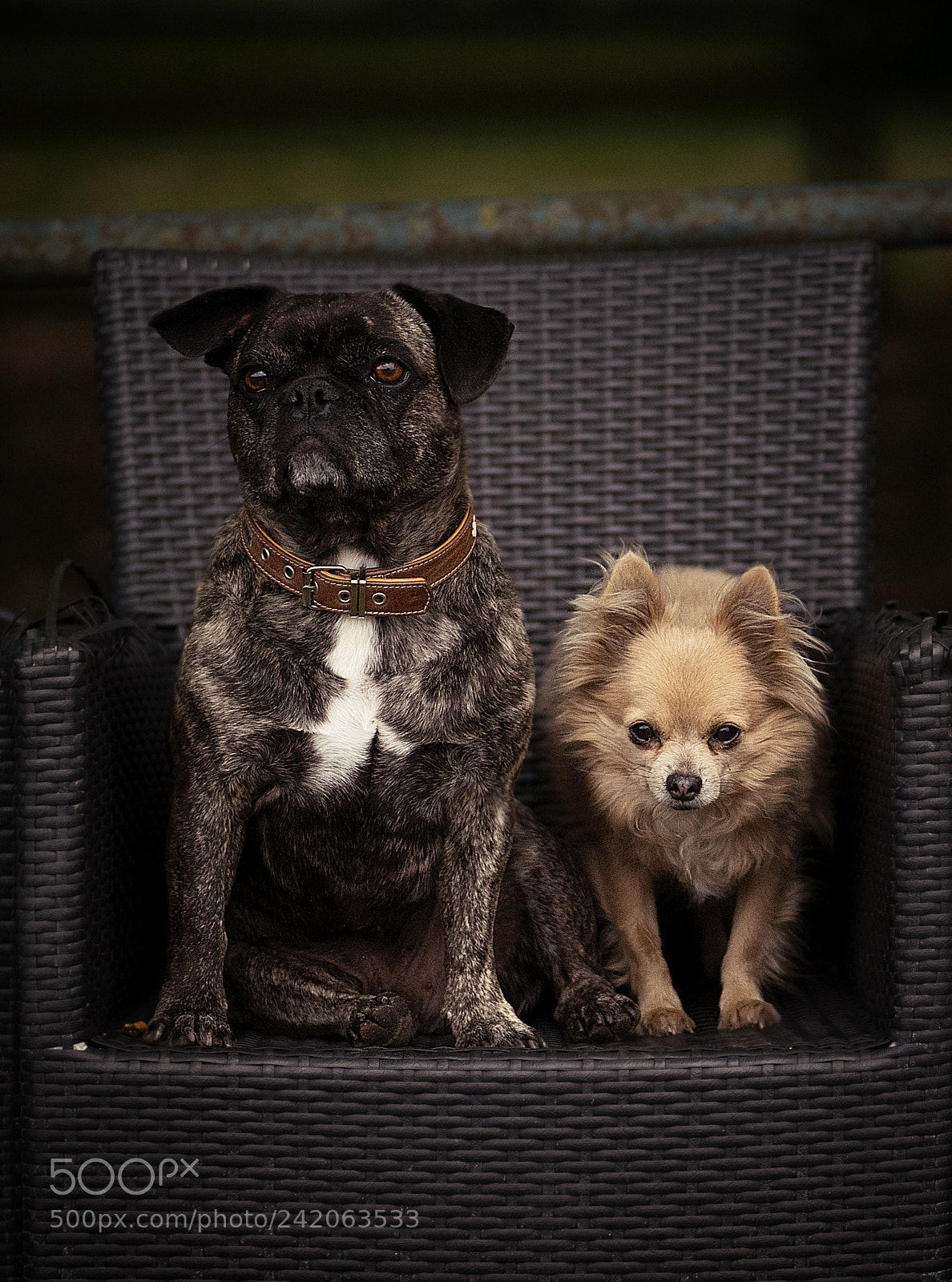 Sony a7 II sample photo. Best friends photography