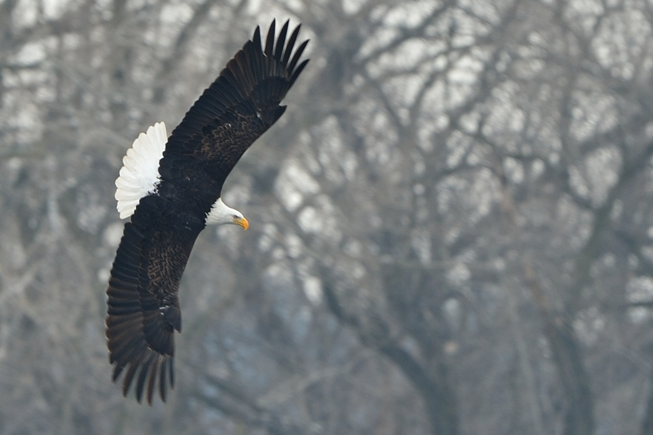 Nikon AF-S Nikkor 600mm F4G ED VR sample photo. Bald eagle with spead wings photography