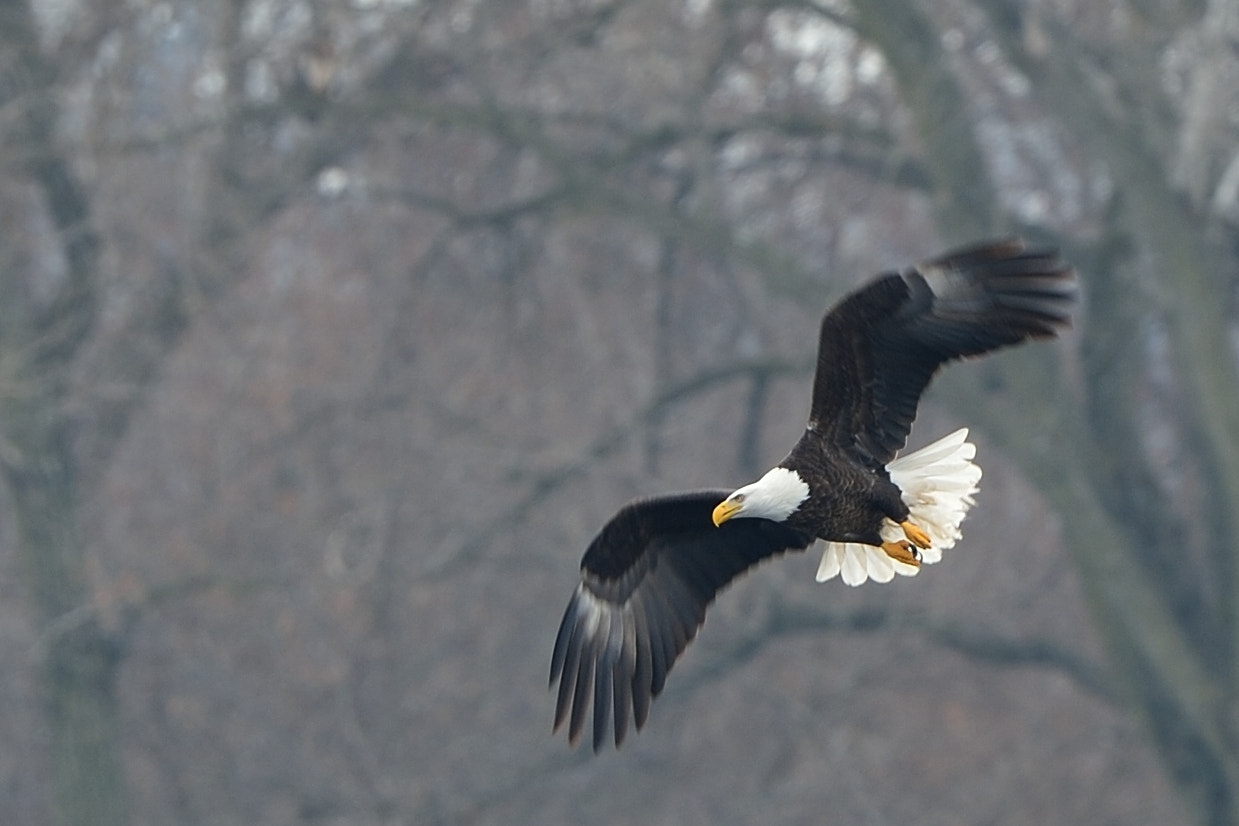 Nikon D4 + Nikon AF-S Nikkor 600mm F4G ED VR sample photo. Bald eagle photography