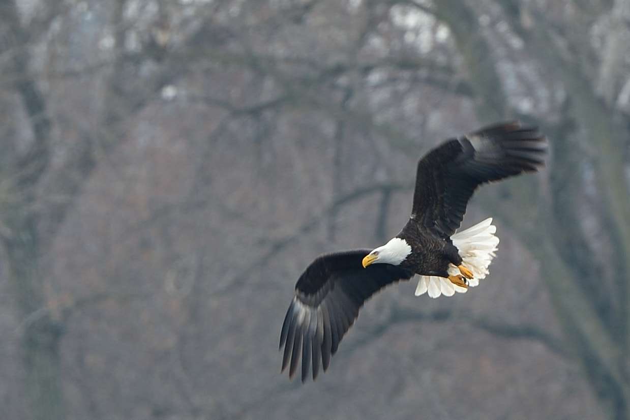 Nikon D4 + Nikon AF-S Nikkor 600mm F4G ED VR sample photo. Bald eagle photography