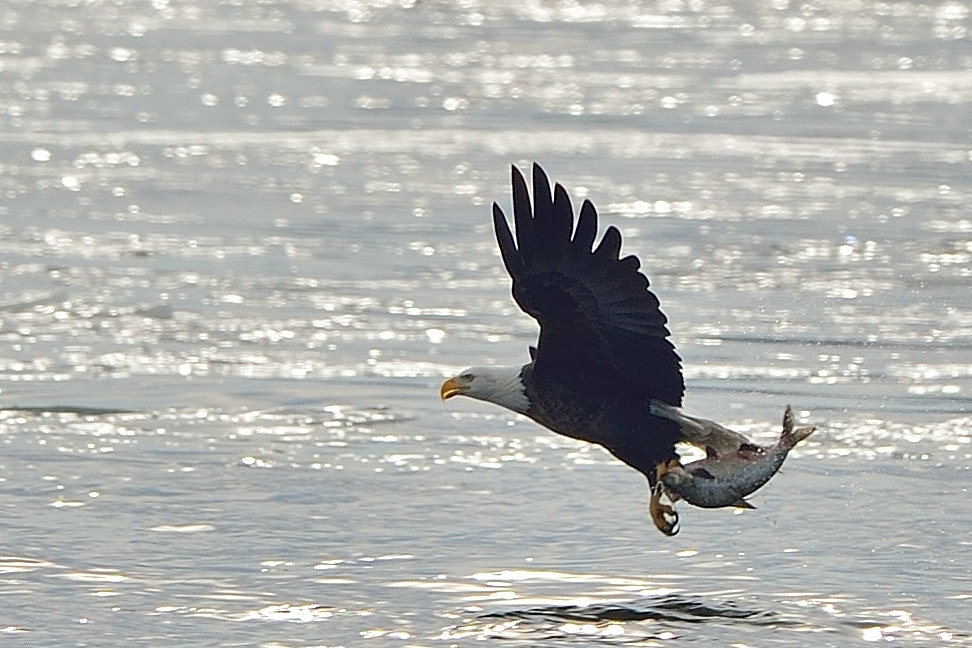 Nikon AF-S Nikkor 600mm F4G ED VR sample photo. Bald eagle catching a large trout photography