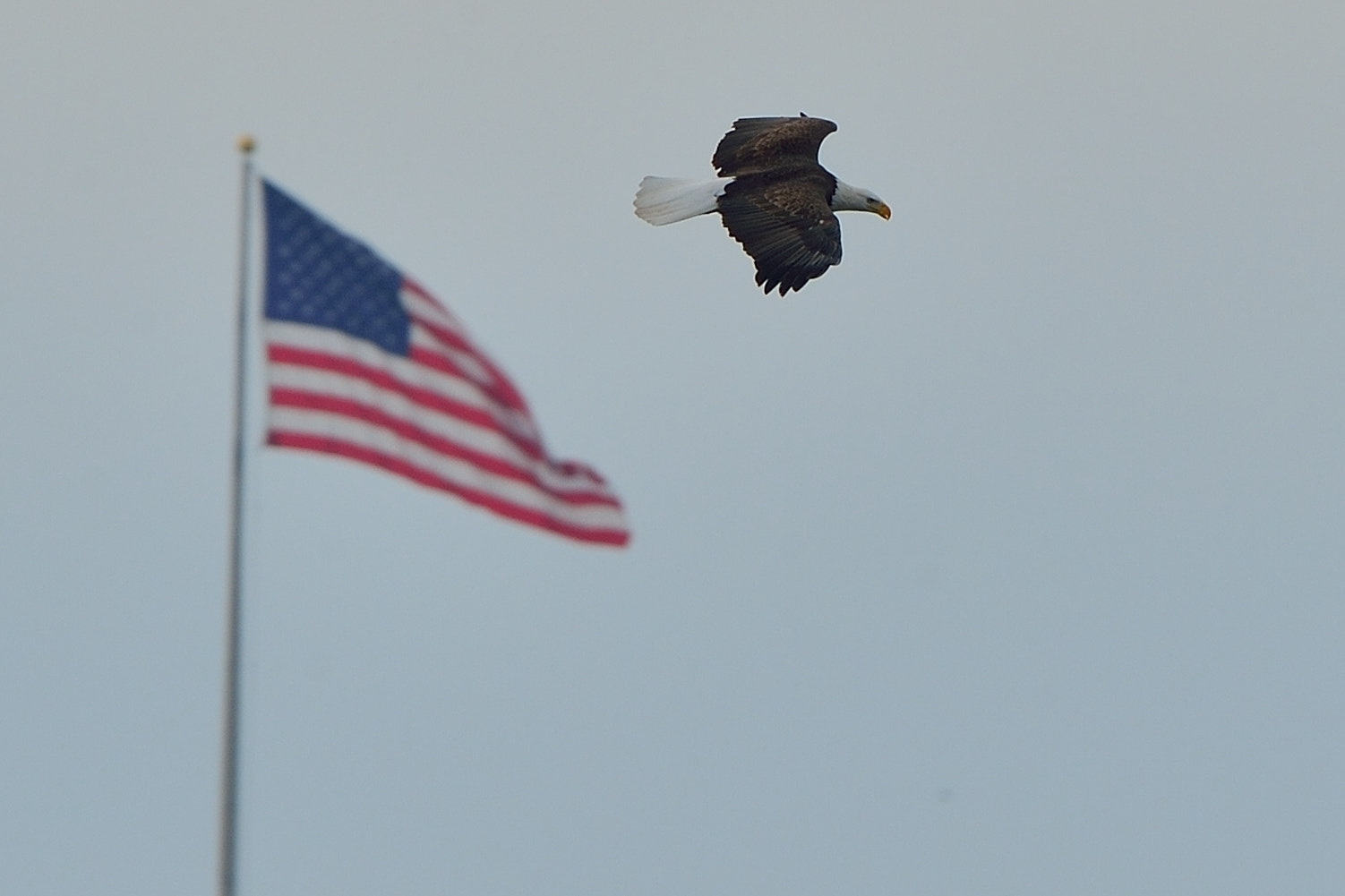 Nikon D4 + Nikon AF-S Nikkor 600mm F4G ED VR sample photo. Bald eagle and american flag photography