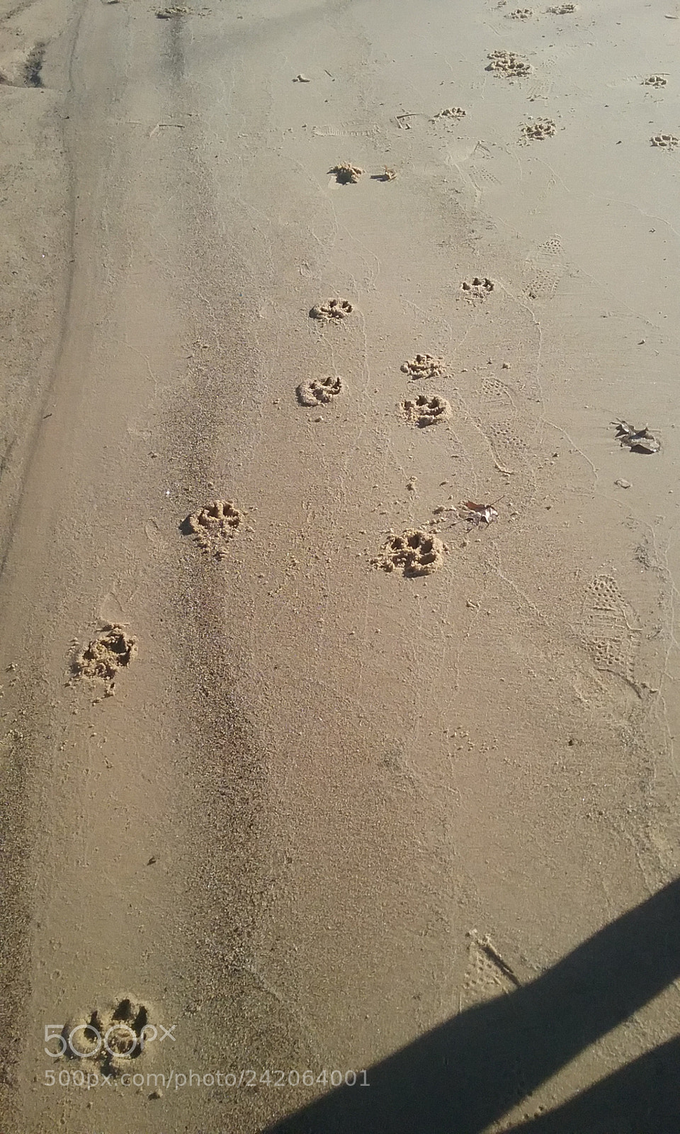Samsung Galaxy J1 sample photo. Dog pawprints photography
