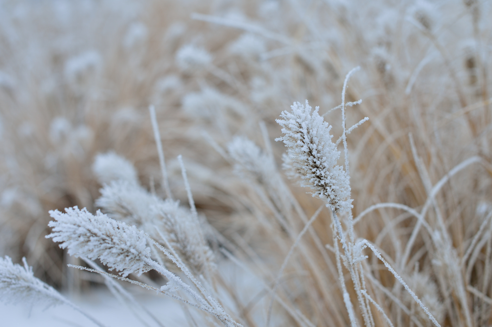 Nikon D4 sample photo. Frost on a foggy morning photography